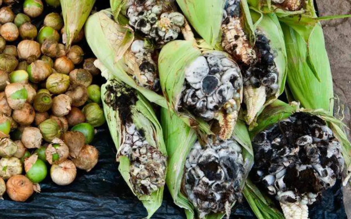 huitlacoche-cortesia