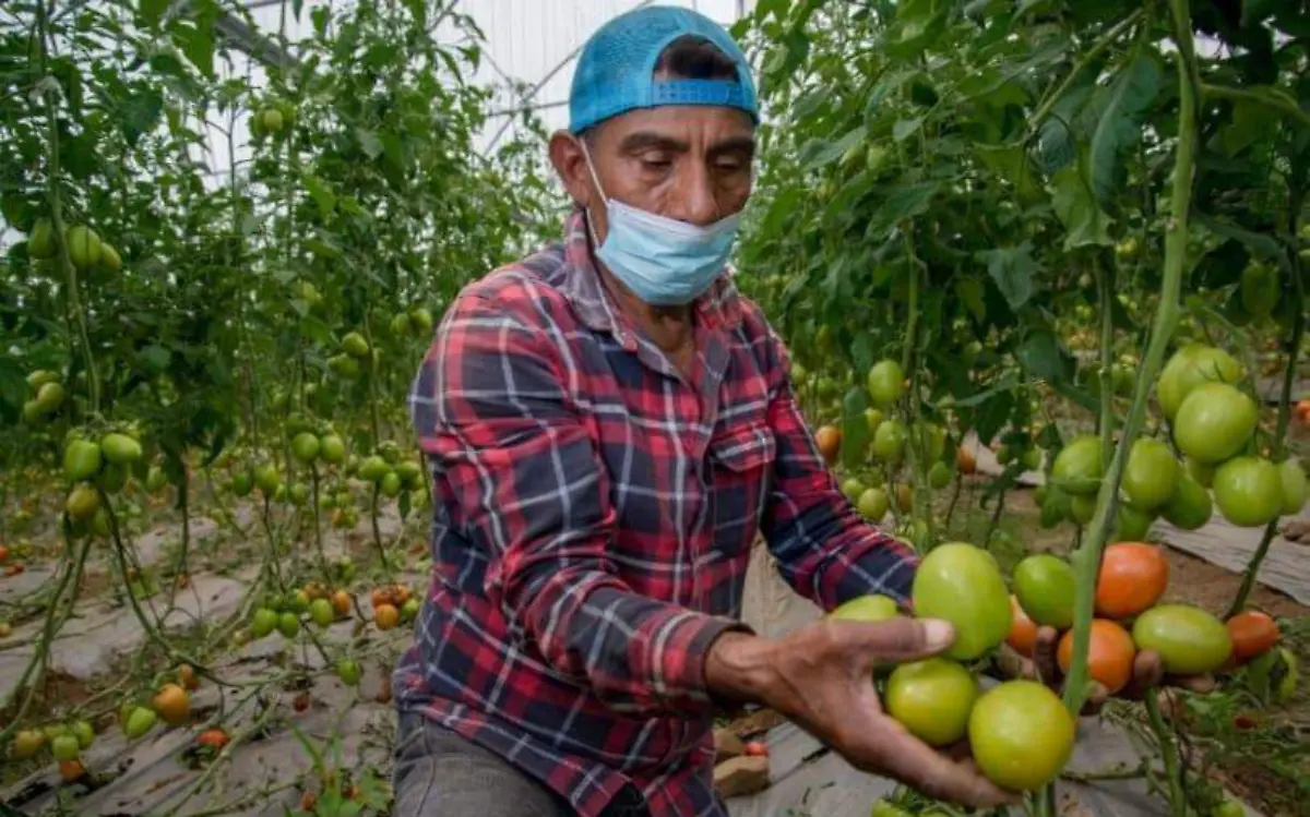 sader-agropecuaria-agroindustria01