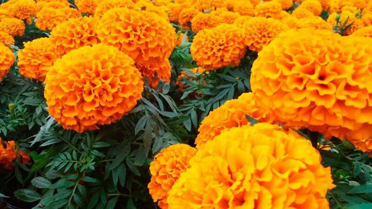 flor-cempasuchil-morelos