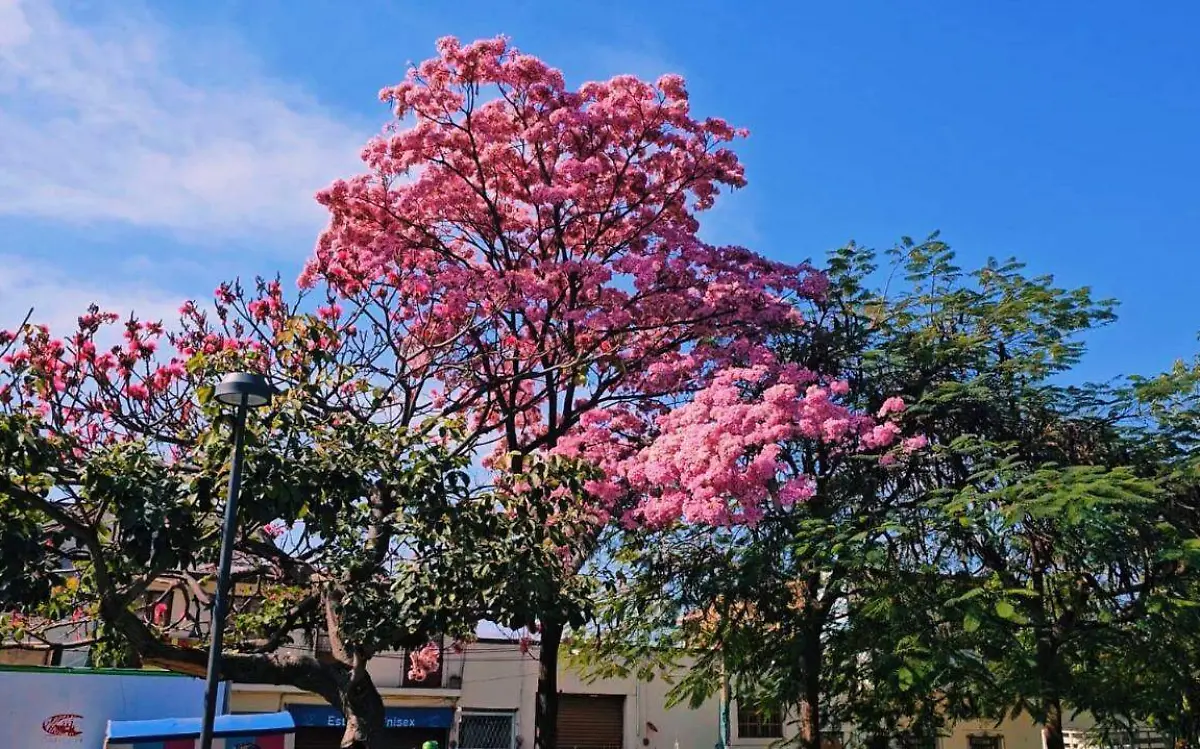 arbol-palo-de-rosa-en-cuautla