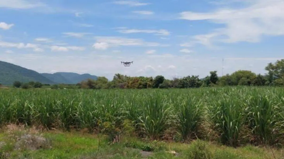 drones-fumigan-campo-ayala-cortesia