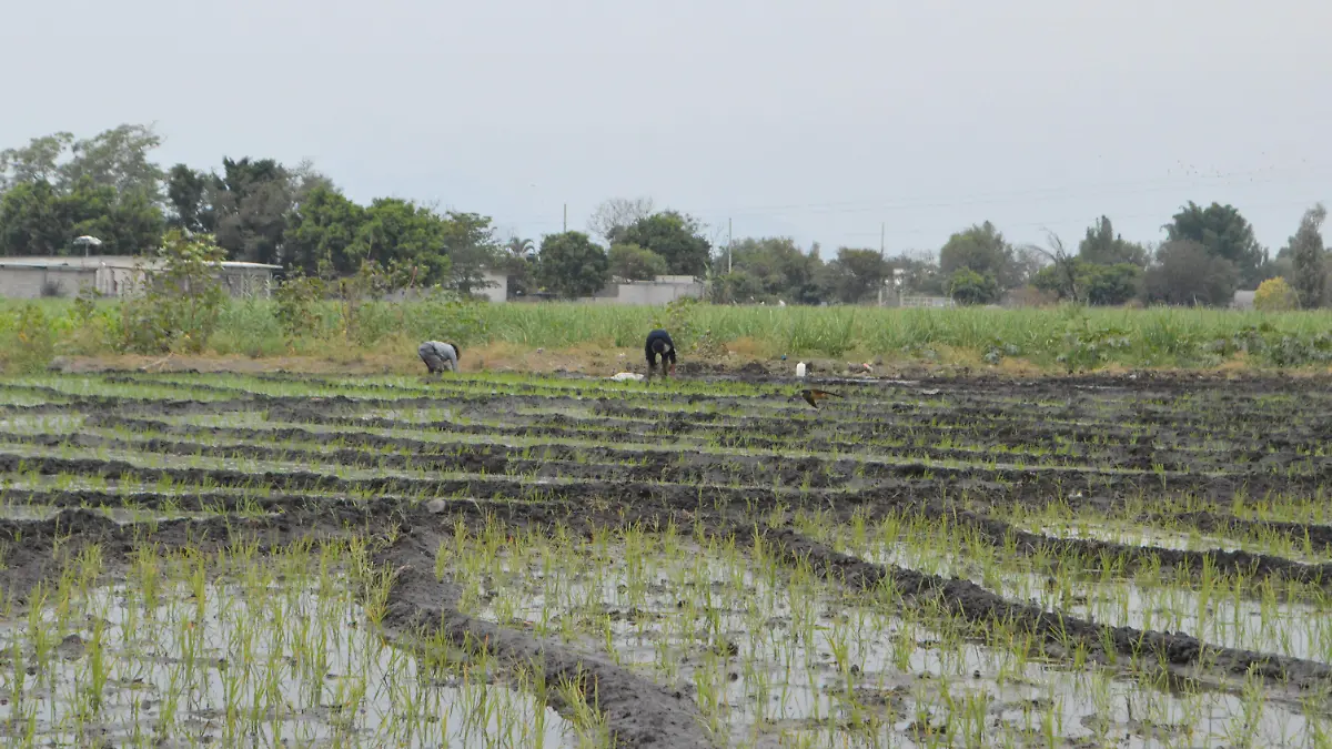 En riesgo producción de arroz en Cuautla por falta de apoyo 