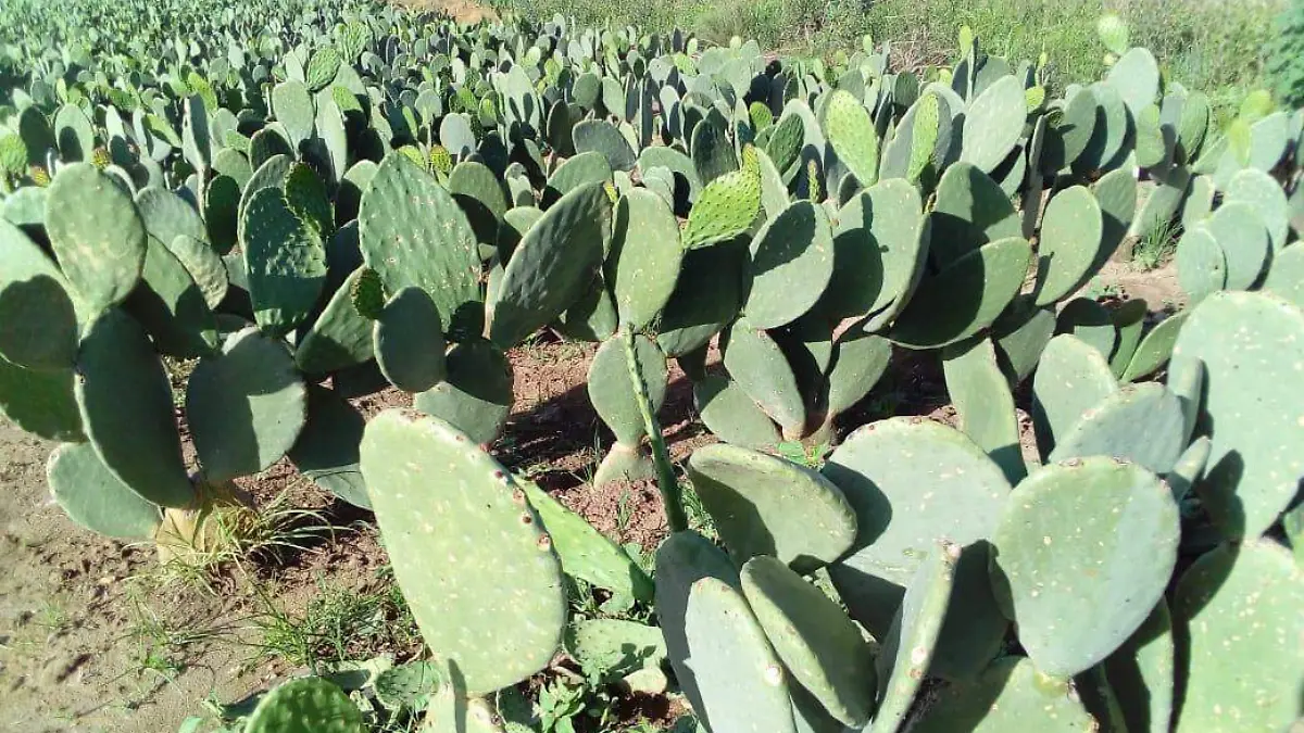 productores-prefieren-biofertilizantes