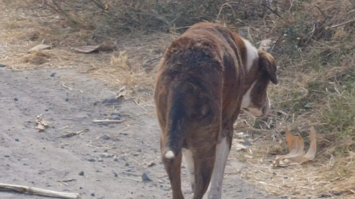 maltrato-animal-un-perro-abandonado