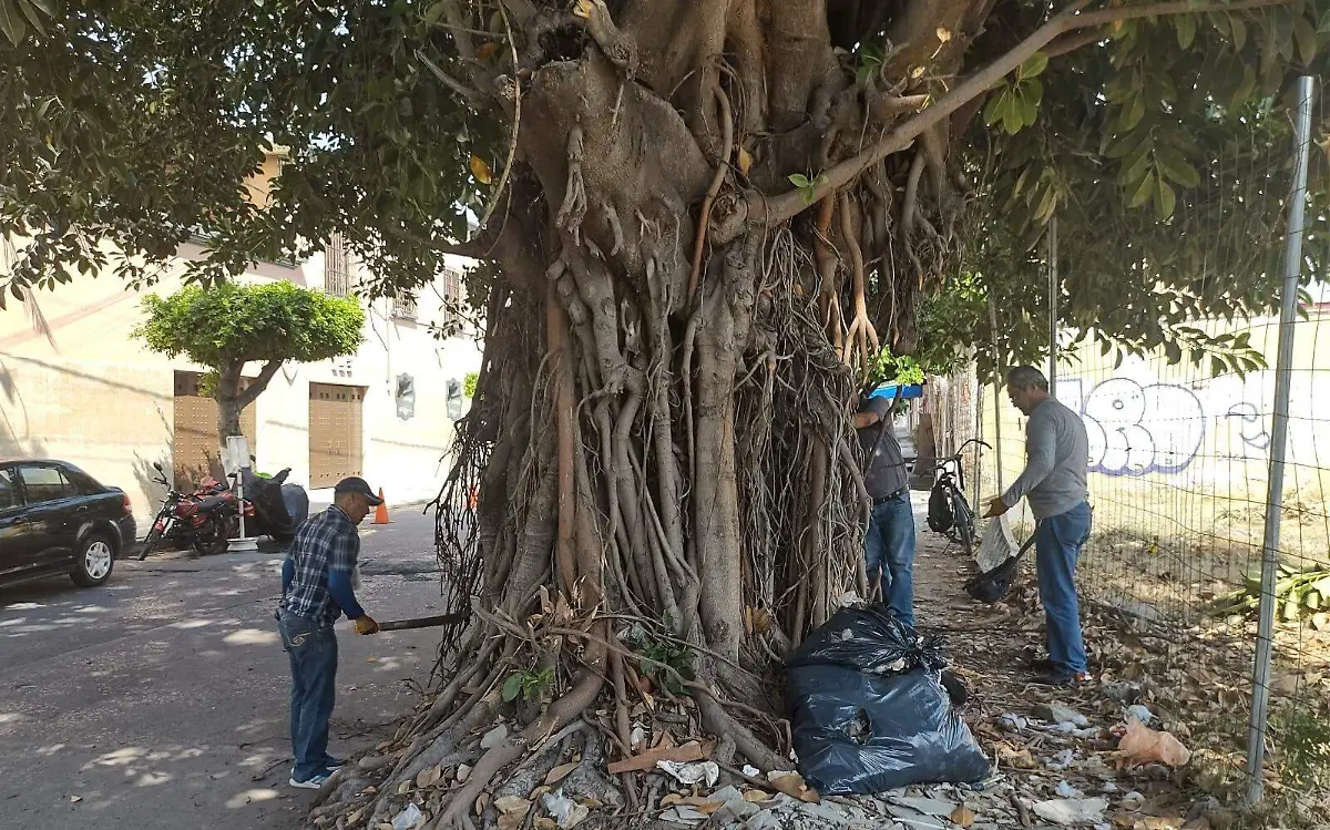 árbol-de-hule