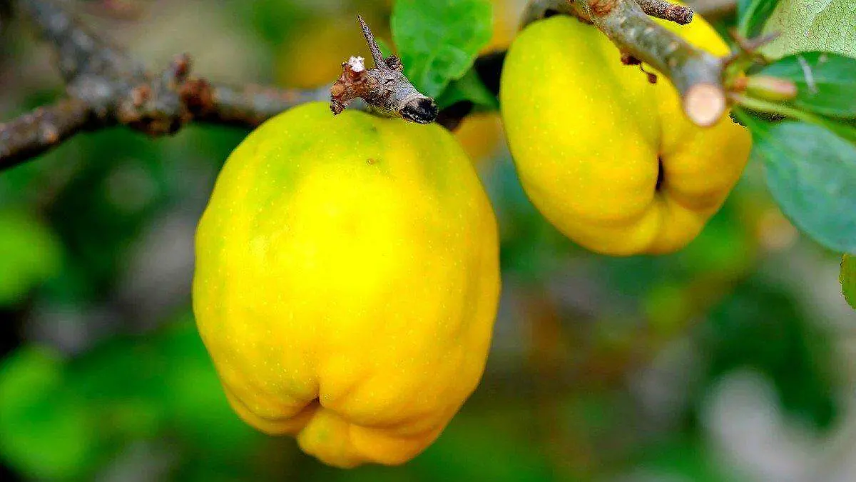 fruta-membrillo