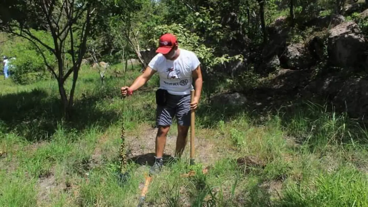 reforestación-zona-oriente-rosaura