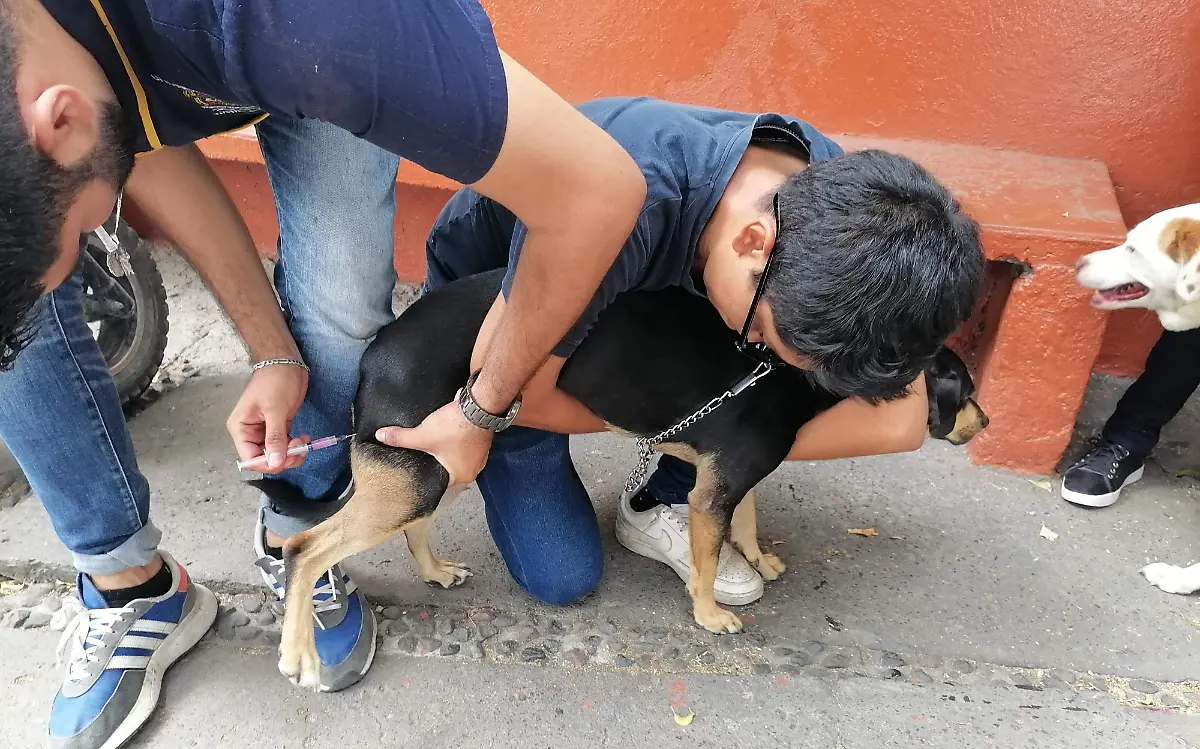 jornada-de-vacunas-perros-y-gatos