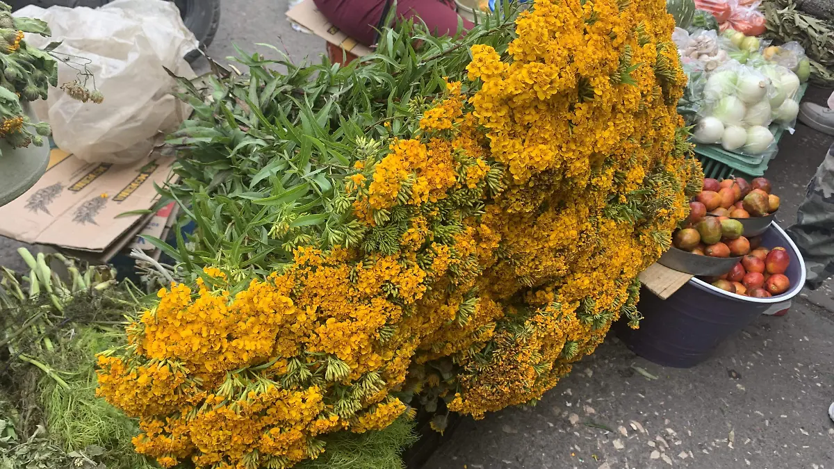 flor-de-pericon-ofelia
