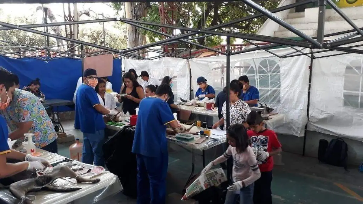campaña-esterilizacion-cortesia