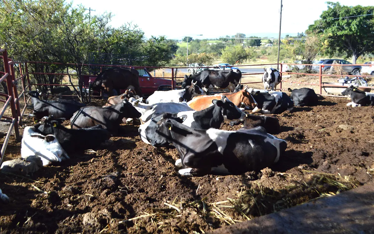 enfermedades-en-animales-de-ganado