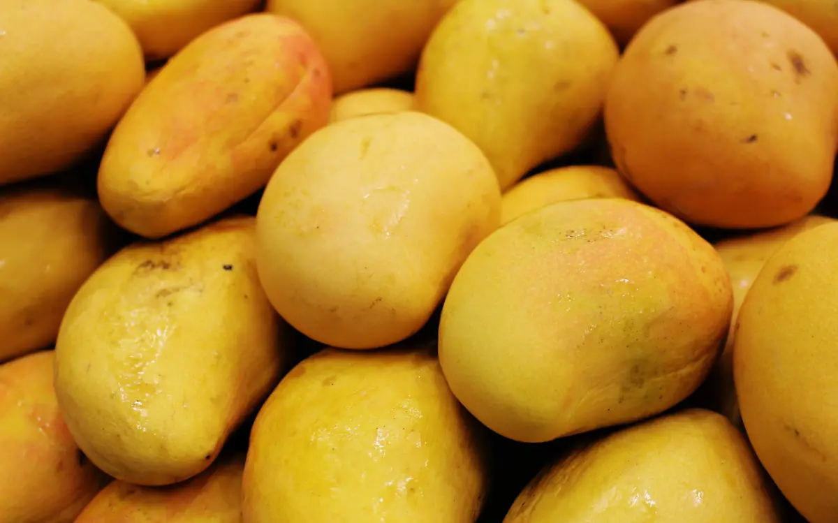 temporada-de-mangos-archivo