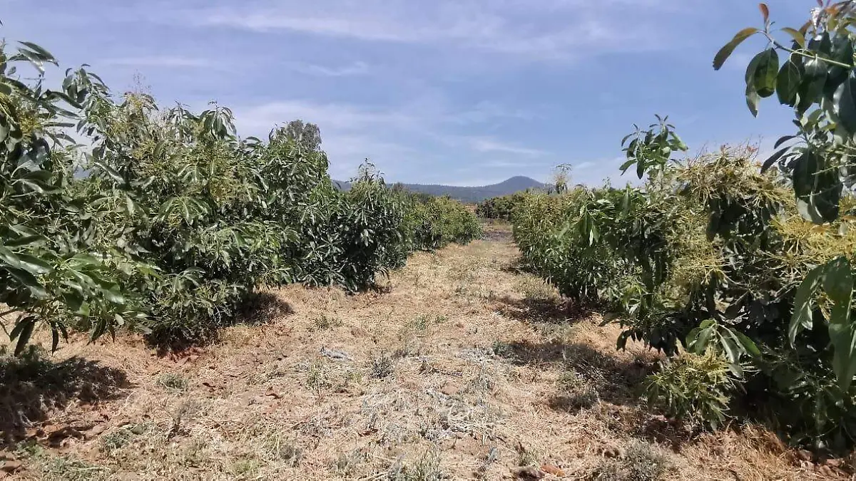 aguacate-arboles01