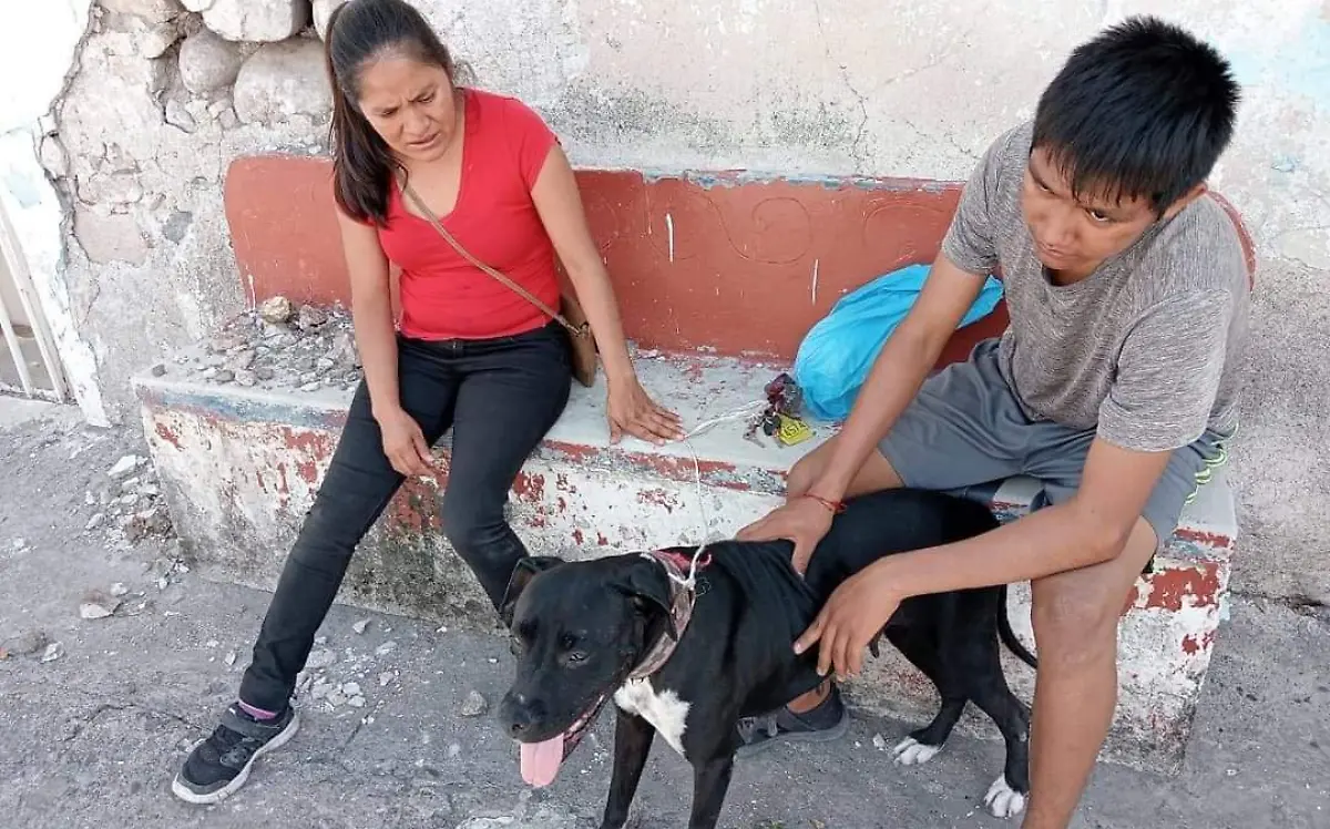 campaña-de-esterilizacion-de-mascotas