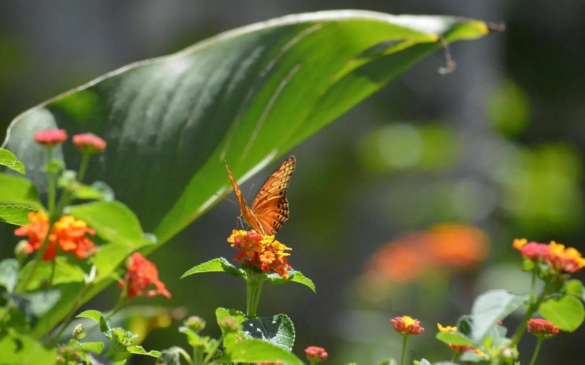 conoce-el-mariposario-de-ayala
