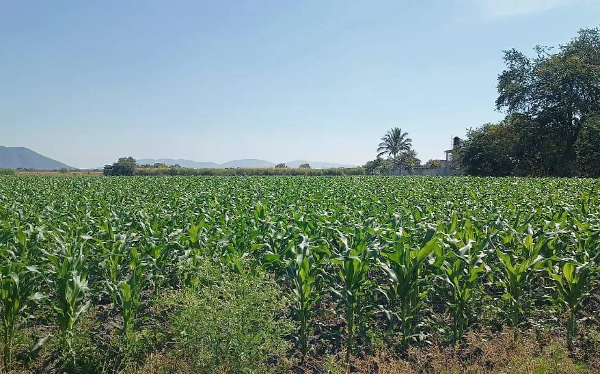 campos-de-cuautla