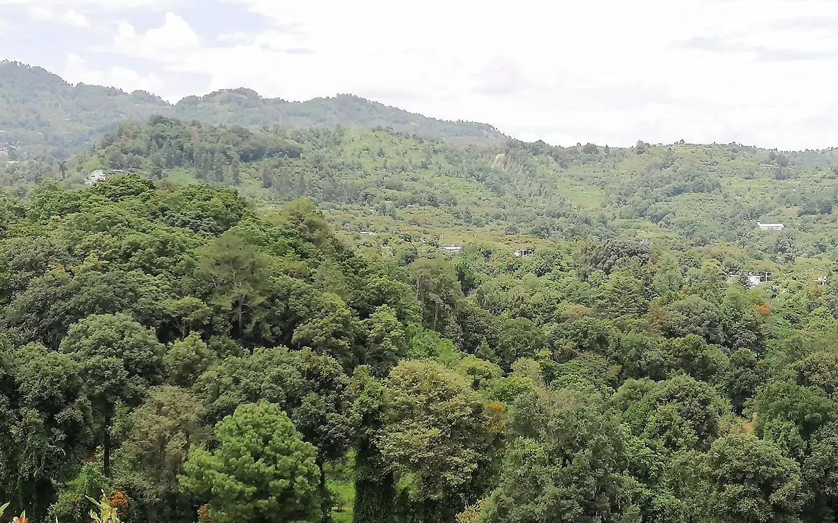 tetela-del-volcan-busca-evitar-la-tala-ilegal-foto-gude