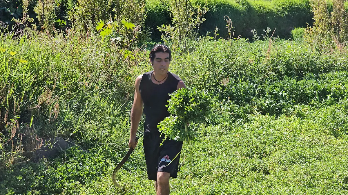 berros-cultivos-en-cuautla