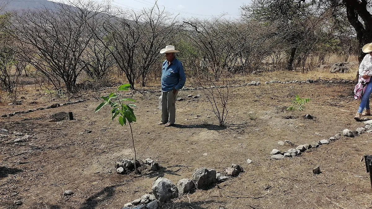 reforestación-árboles-morelos-gude