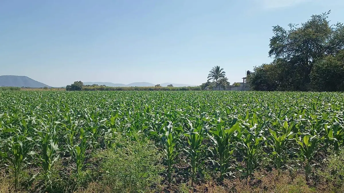 sequía-afecta-a-los-campos-de-morelos