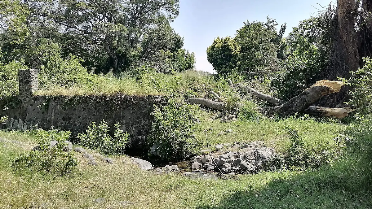 plantas-endémicas-de-cuautla-están-en-peligro 
