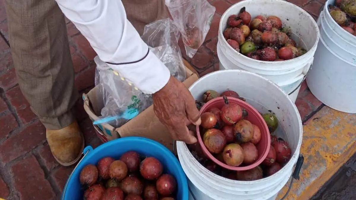 pitaya-region-oriente