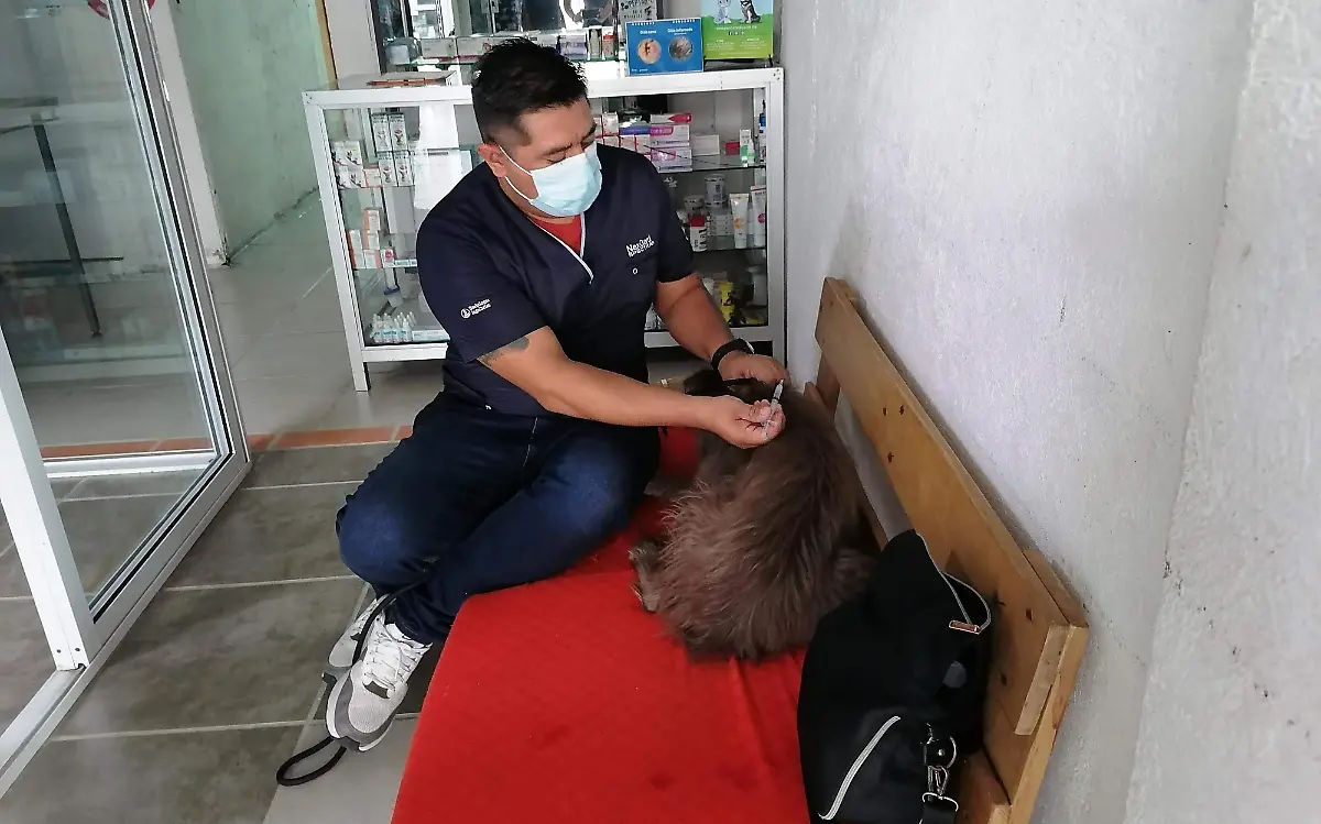 veterinarios-de-morelos