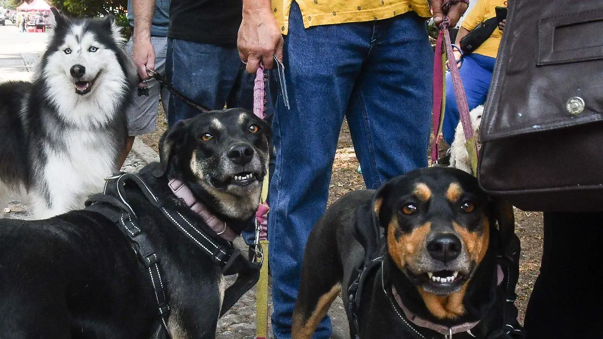 1032440_Vacunación Mascotas Tlatelolco_web