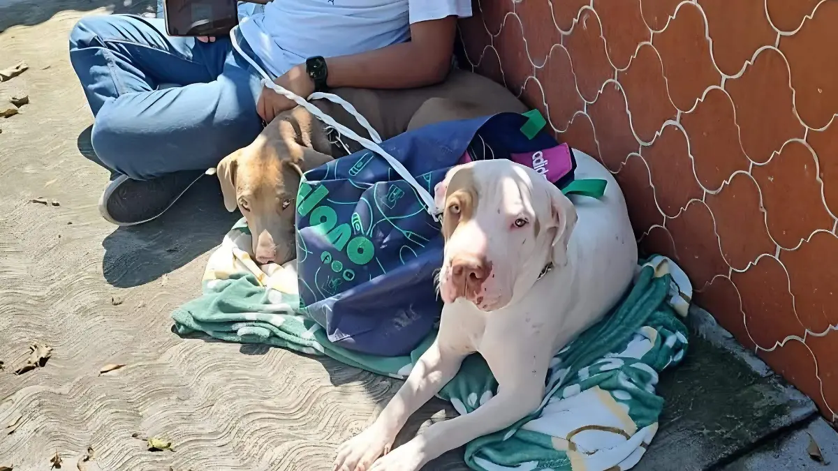 FB_IMG_1762123741822