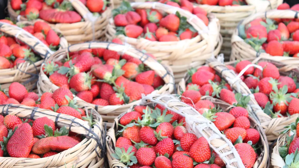 gira_de_trabajo_tlayacapan_bioespacios__153_