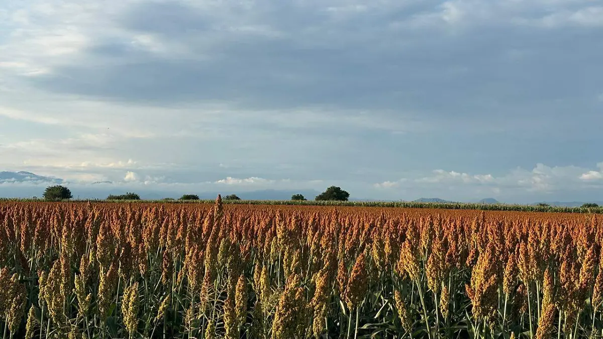 WhatsApp Image 2025-11-27 at 15.23.40