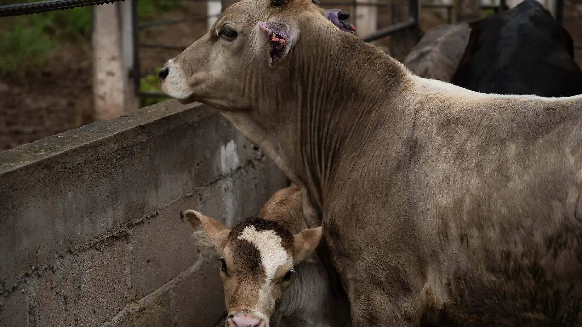 1039645_Gusano Barrenador Cintalapa_web