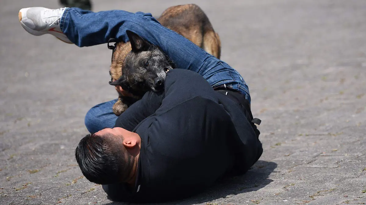 863545_Diplomado Internacional Perros Tácticos_web