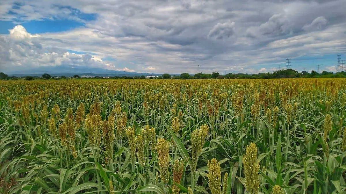 WhatsApp Image 2026-01-21 at 17.00.33