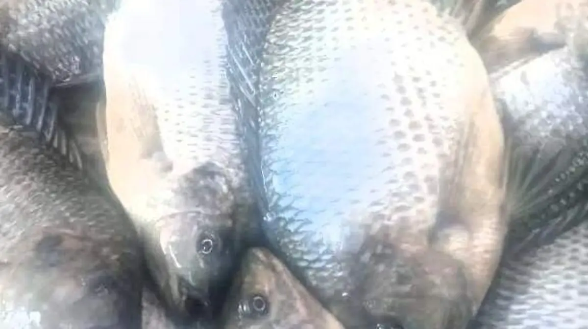 d46c1370-df31-49a9-b362-35daf8729296