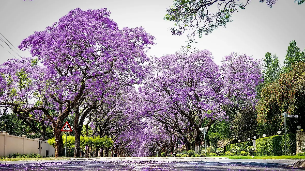 pexels-magda-ehlers-pexels-14025838