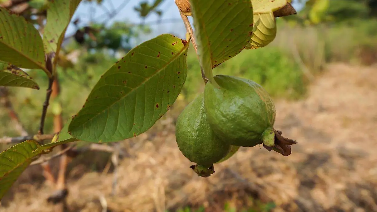 najibzamri-fruit-4776765_1280