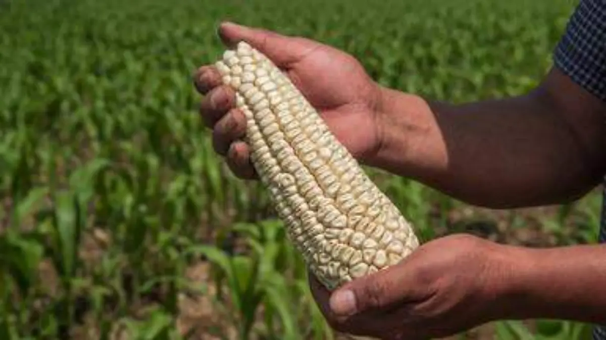 post_10914_AGRICULTURA_CACAHUAZINTLE-2