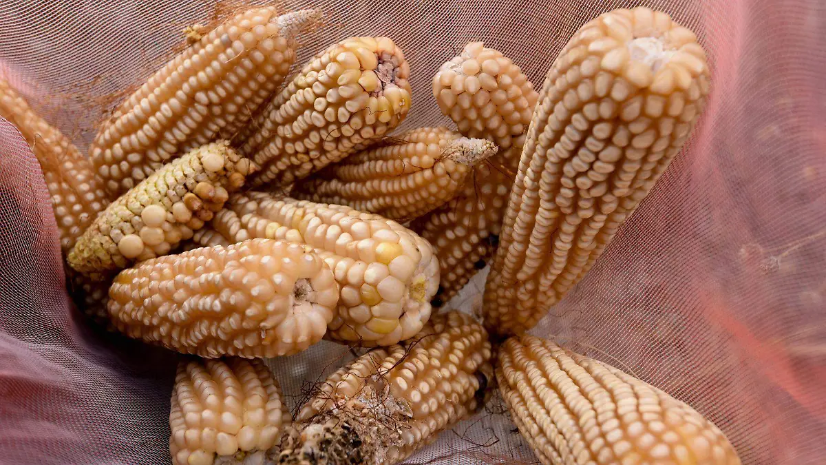 1058525_Cosecha de maíz en Toluca_web