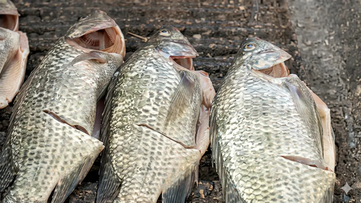 Gemini_Generated_Image_vddwkwvddwkwvddw