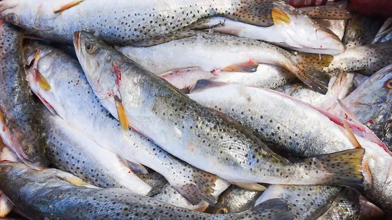 1070983_Campeche Pescadores_web