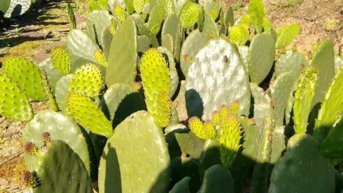 WhatsApp Image 2026-03-06 at 15.07.06