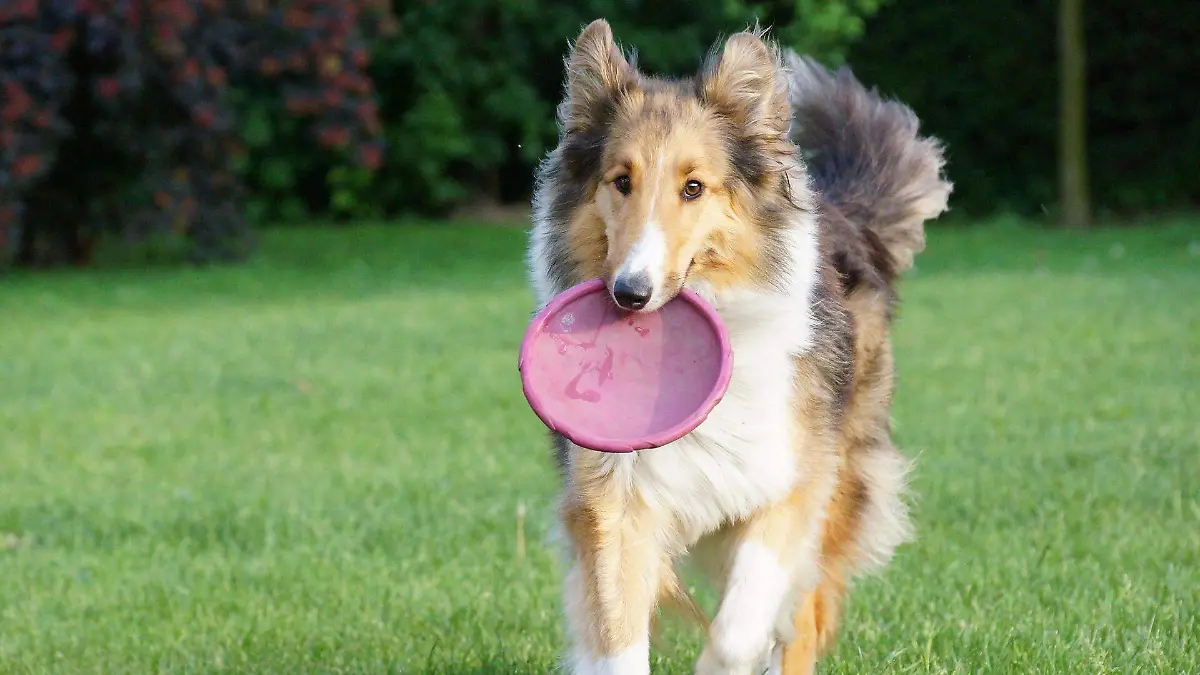 mariuszopole-fun-with-your-dog-5145125_1920