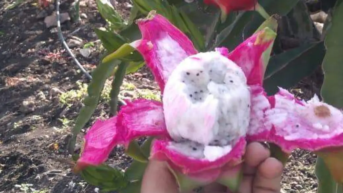 WhatsApp_Image_2020-12-28_at_09.11.27