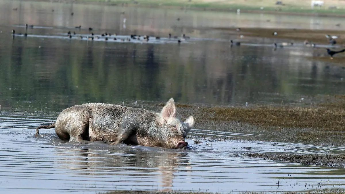 795255_Laguna Rodeo Marranos_web