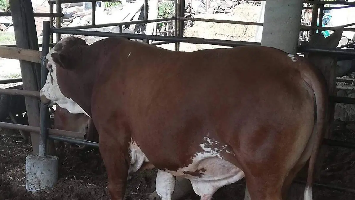 WhatsApp Image 2026-04-09 at 10.30.35 (1)