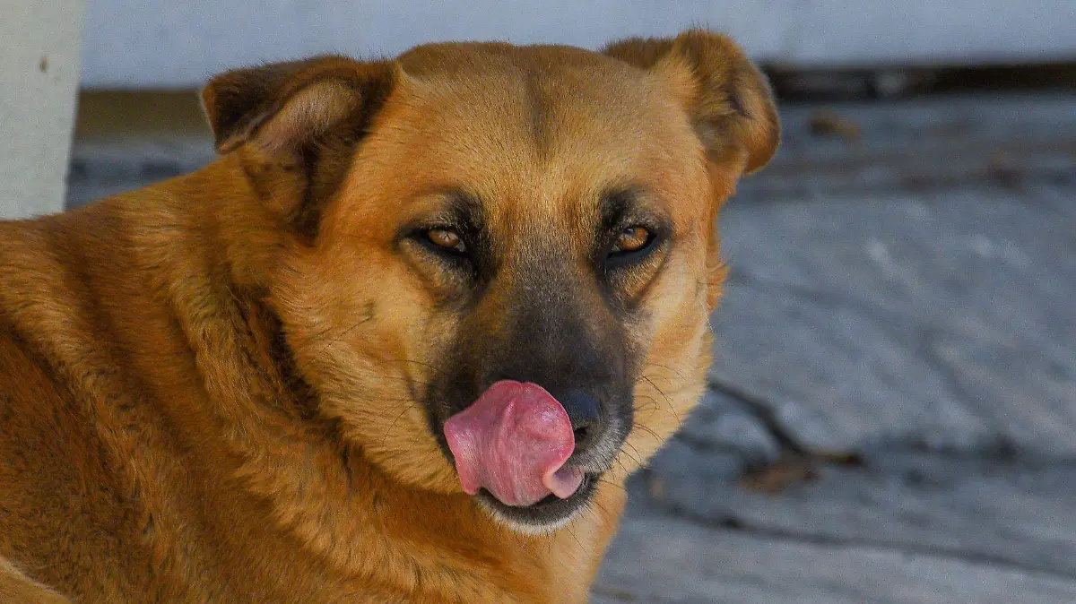 885854_Buscan concientizarnos sobre perros de la calle_web