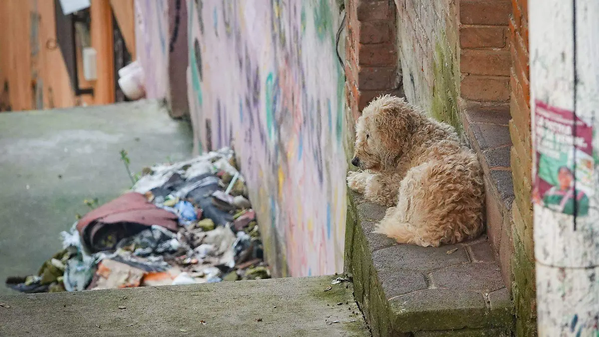 1091824_Abandono Día Mundial Perro_web