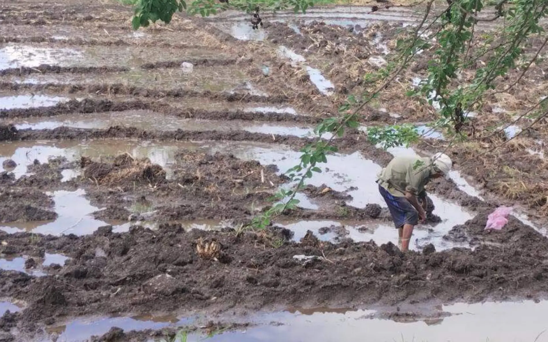 campo-cultivo-arroz-angelina