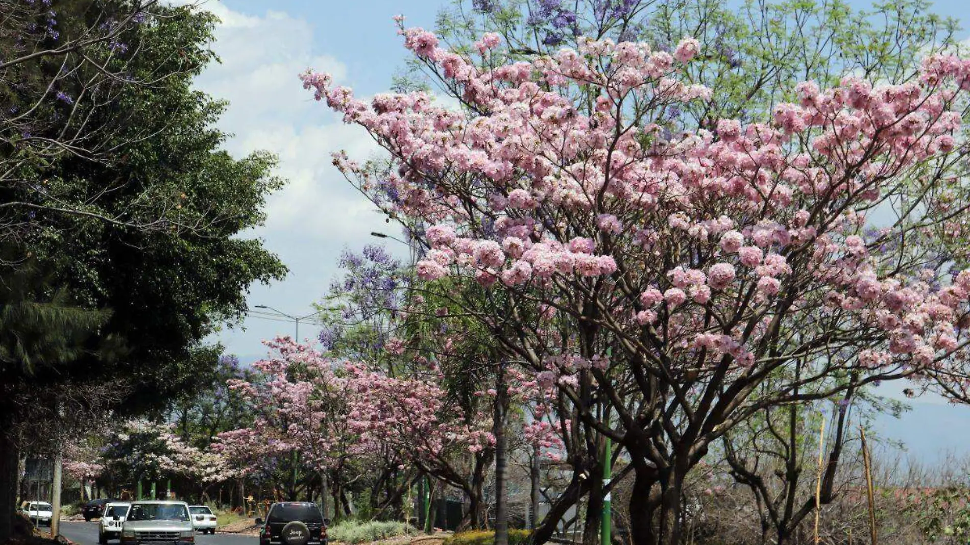 cuernavaca-flores-arboles-cuartoscuro